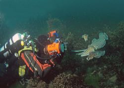 Dirk and cuttlefish.
Devon. 16mm. by Mark Thomas 